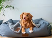 hundehalterhaftpflichtversicherung-01